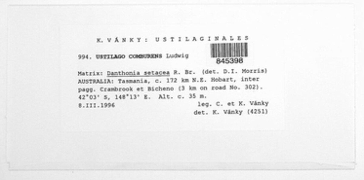 Tranzscheliella comburens image